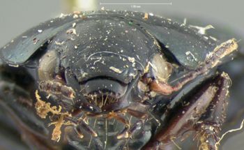 Media type: image;   Entomology 5684 Aspect: head frontal view